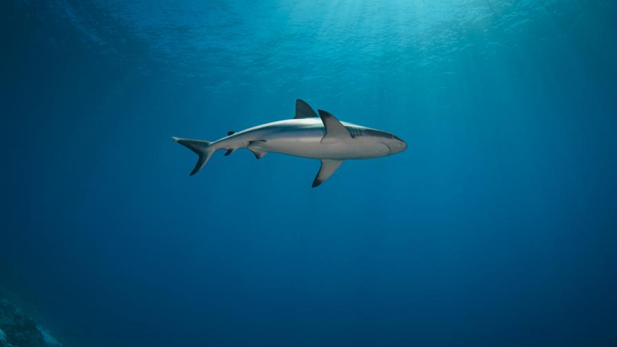 Любопитни факти за акулите, които ще ви изумят