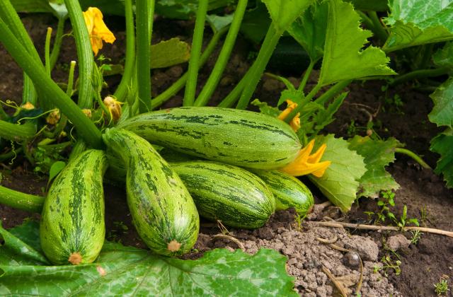 Българската асоциация на производителите на оранжерийна продукция предупреждава за ново