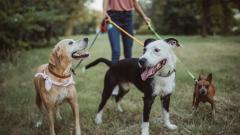 парк разходка куче