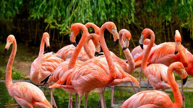 Лисица уби 25 фламинги в зоопарка на Вашингтон