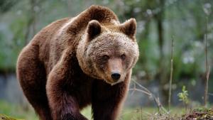 От тази седмица Парк за мечки Белица има нов обитател
