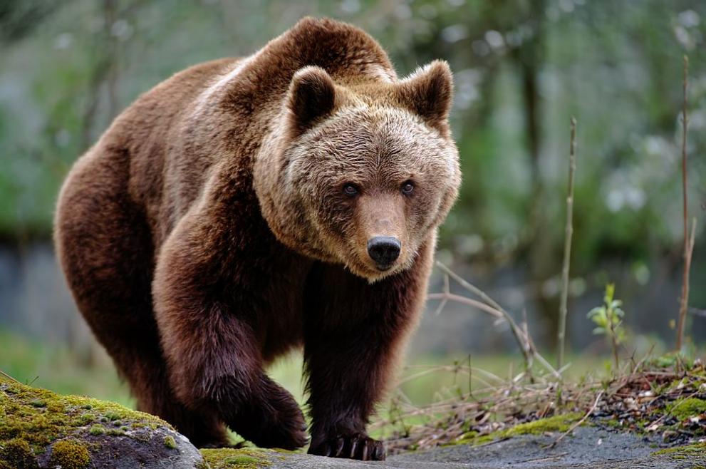 Паркът за танцуващи мечки край Белица отвари врати за посетители на 19