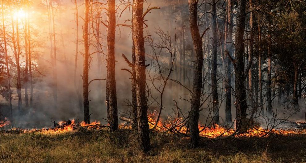 Снимка: Огнеборци от Кърджалийско спасиха над 10 000 декара гора от опожаряване
