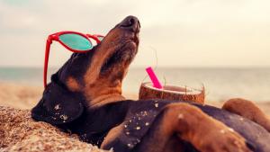 куче плаж лято жега