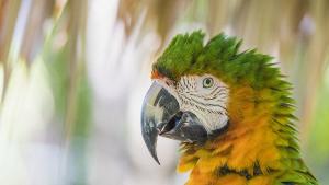 папагал