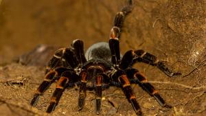 Откриха нов вид тарантули в Тайланд