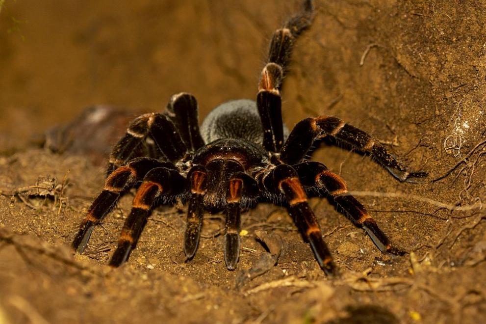 В Тайланд е открит нов вид синя тарантула. Учени са