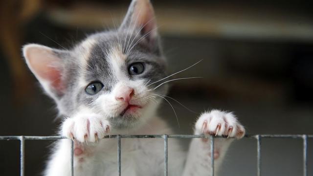 Повече котки, отколкото кучета, са били изоставени по време на пандемията