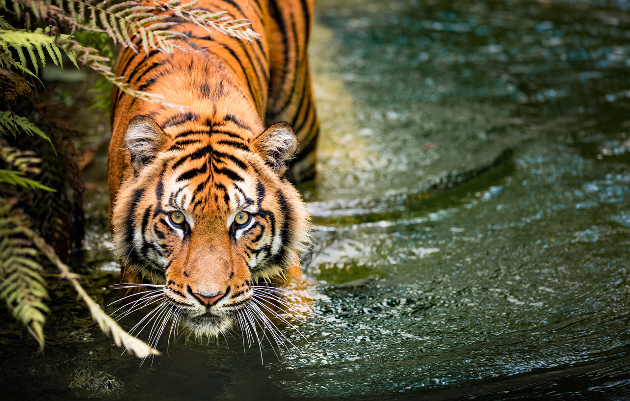 <p>1. Тигрите са добри плувци</p>

<p>За разлика от повечето членове на семейство Коткови, тигрите обичат водата и често се охлаждат в басейни или потоци.</p>