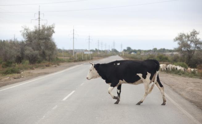 Крави и прасета предизвикват транспортен хаос на пътя за 