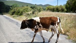 Крава предизвика катастрофа на третокласен път край Харманли съобщиха от