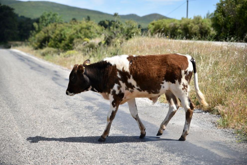 Крава предизвика катастрофа на третокласен път край Харманли, съобщиха от
