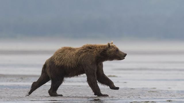 Америка коронова най-дебелата кафява мечка на Аляска