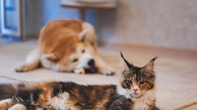 Котка дружи с три кучета, които са ѝ бодигардове (СНИМКА)