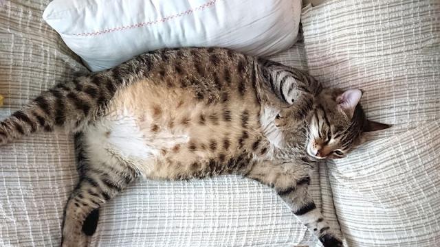 Котарак води двойнствен живот (СНИМКА)