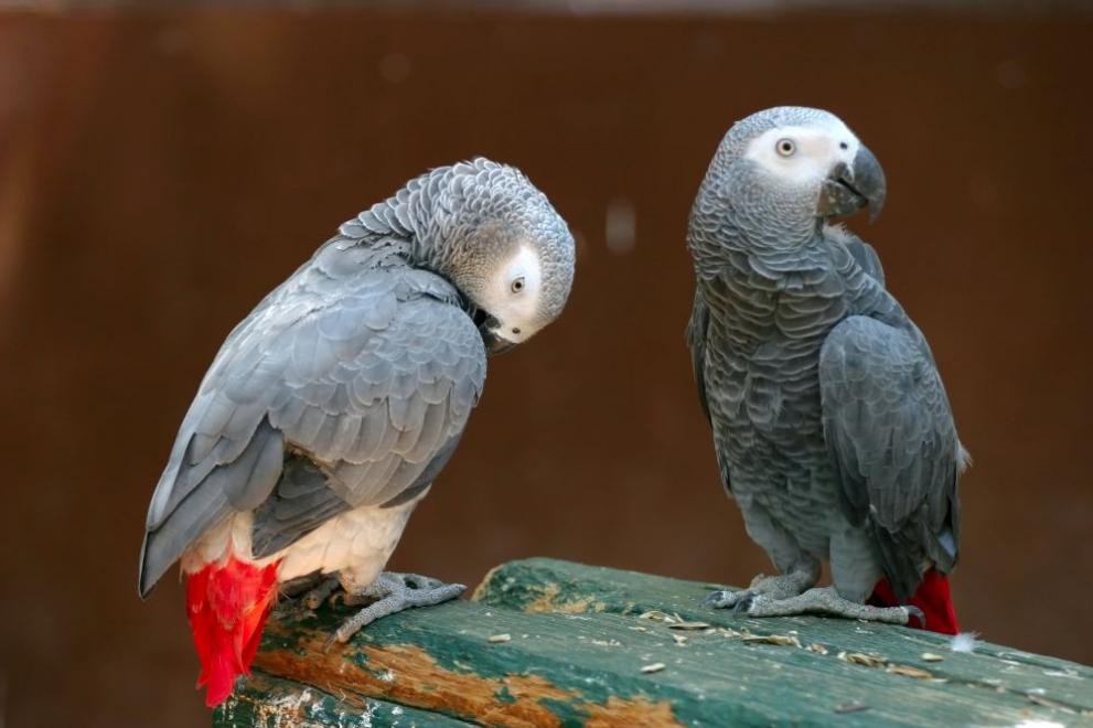 Сивите папагали донесоха скандална слава на парк в Източна Англия