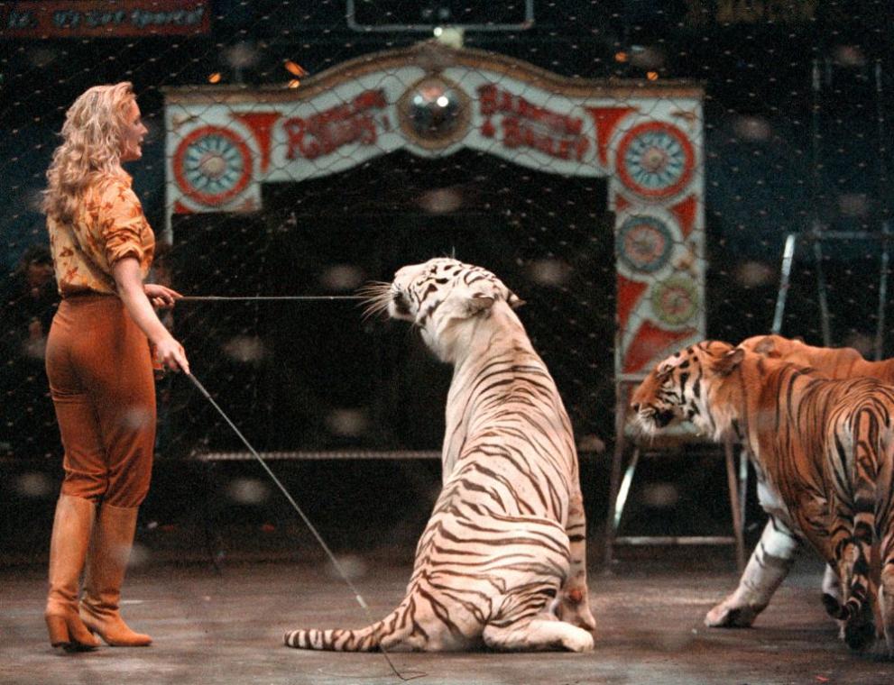Тигрите и другите диви животни, дресирани за цирка, може да бъдат преместени в резерват