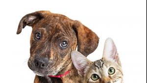 Прокуратурата разпореди проверка на сигнал за отровени кучета и котки