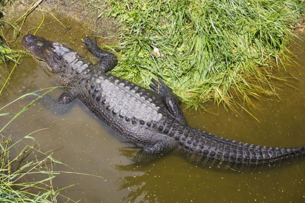 Бракониер в Сибир попадна на полужив крокодил в алтайска река