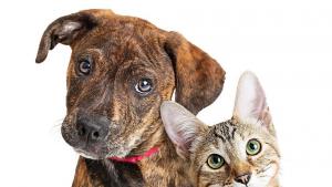 котки кучета