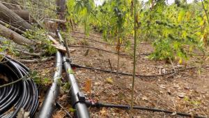 нива марихуана канабис