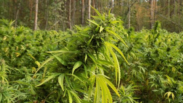 Отвориха музей на канабиса срещу полицията в Загреб