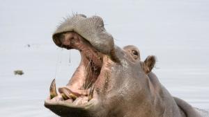 Хипопотам от потомството на животните от частния зоопарк на покойния