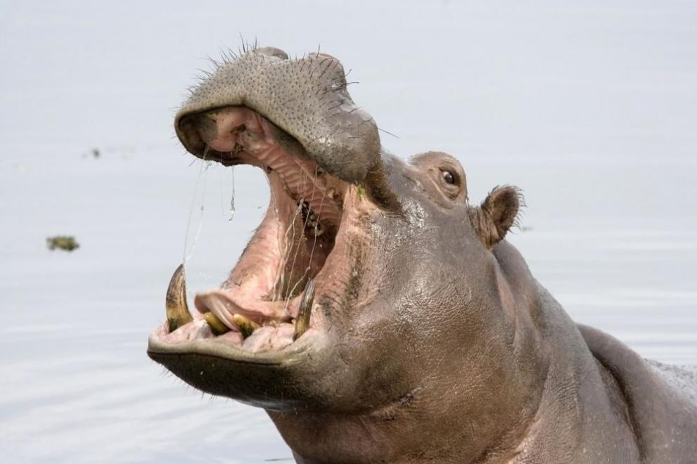 Хипопотами убиват по 500 души годишно в Африка