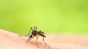 В Плевен започва повторна наземна обработка срещу комари с топъл