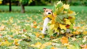 куче есен листа