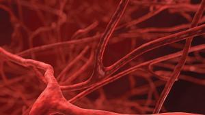 Чистите и еластични кръвоносни съдове са в основата на здравата