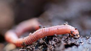 Учени успяха да съживят род червеи на 46 хиляди години
