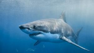 акула голяма бяла акула
