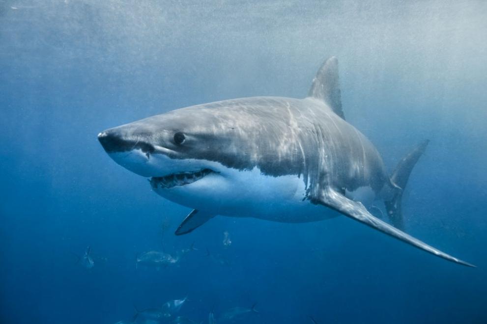 Акулите изглеждат страховито, но от началото на 2020 г. има само 5 жертви от техни атаки. А от кучета средно умират по 40 000 души на година