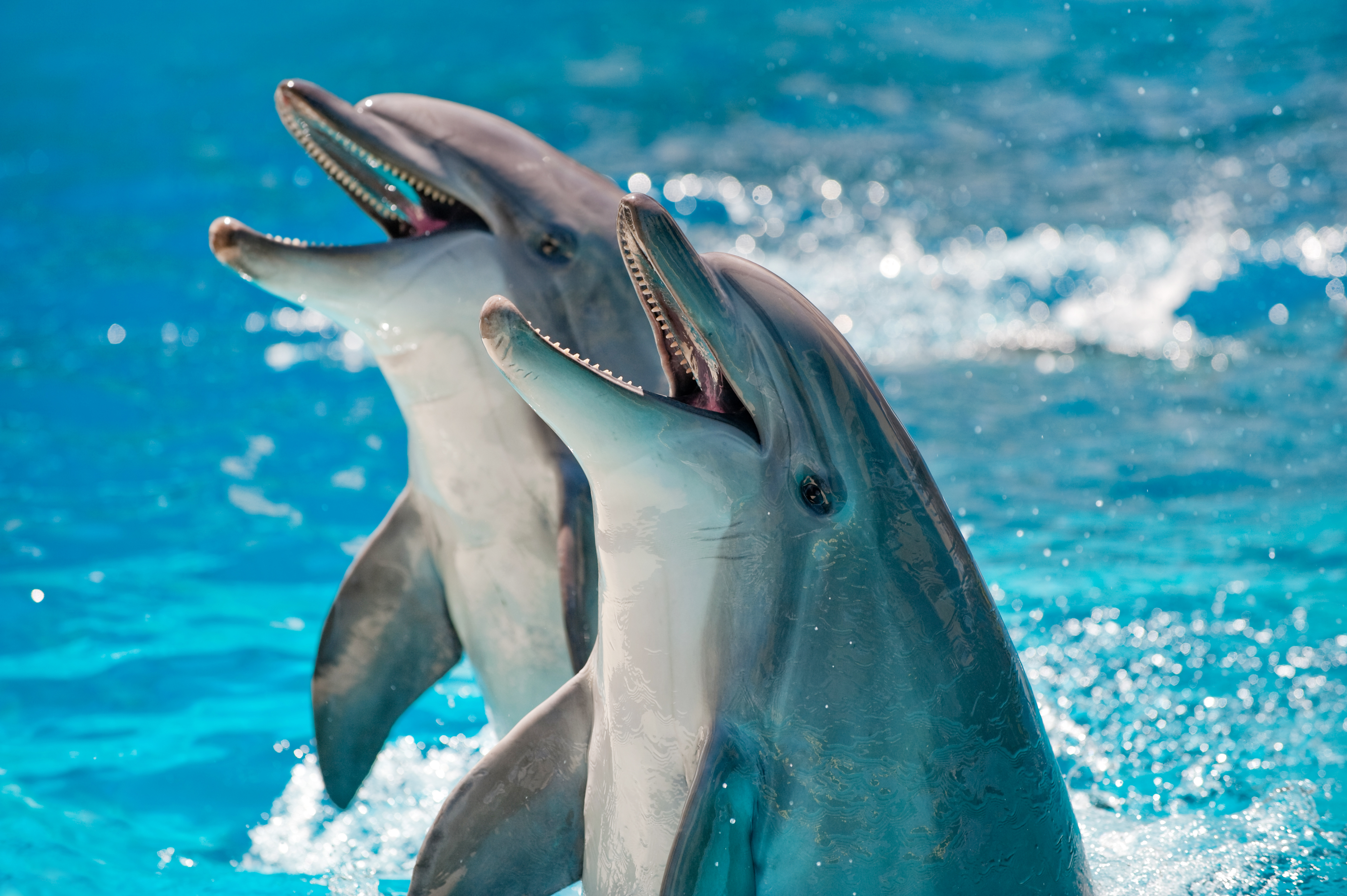 <p><strong>Делфин</strong></p>

<p>Може би малко известен, но изненадващ факт за делфините е дългият им период на бременност. Тези невероятни морски бозайници носят бебето си в продължение на 15 до 18 месеца.&nbsp;</p>