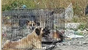 куче в клетка Самоков