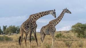 Търсенето на храна е довело до еволюцията на дългата шия на жирафите