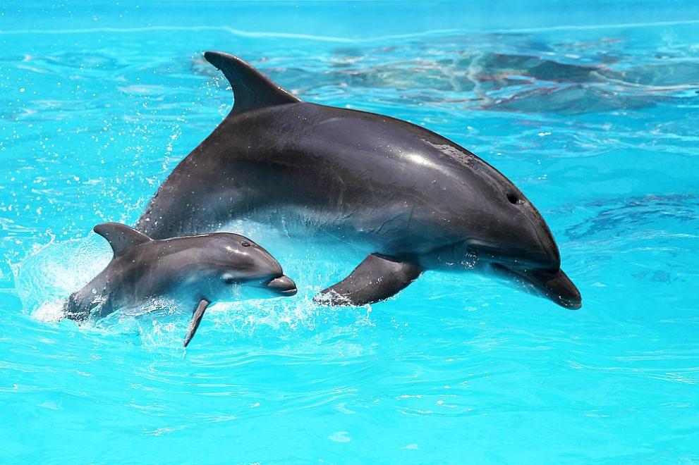 Притеснителна статистика показва голям брой мъртви делфини по Северното Черноморие.