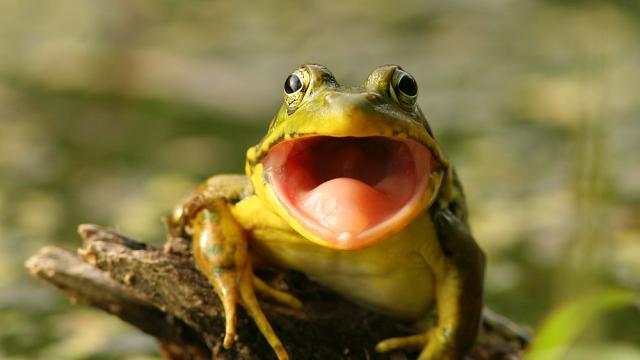 Меню от сурови жаби прати китайка в болница