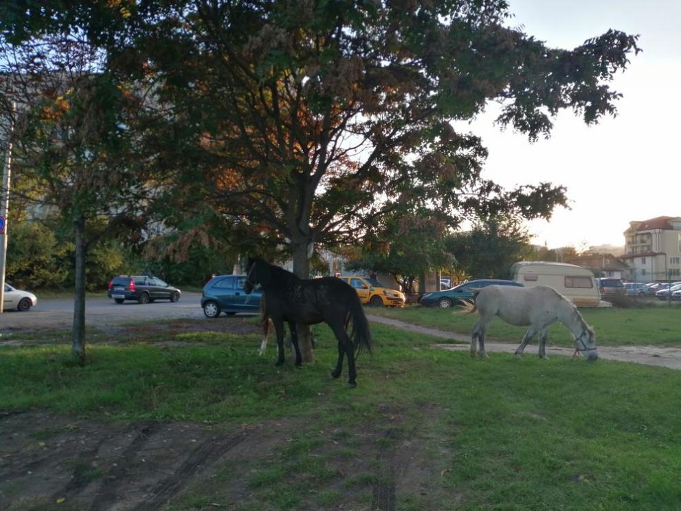 Пуснатите на воля коне си хрупат из Люлин 9, което може да доведе до сериозен инцидент
