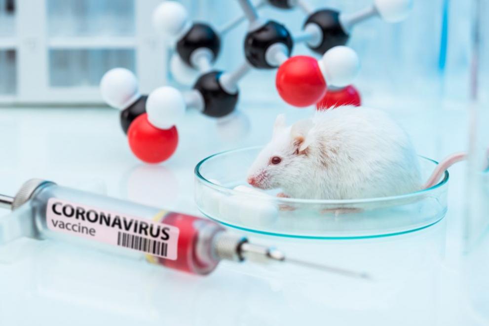 Опитите с мишки доказаха, че грипът увеличава 6 пъти риска от смърт от коронавирус