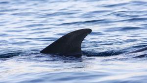 Учен документирал за първи път акула човекоядка нападаща гърбат кит