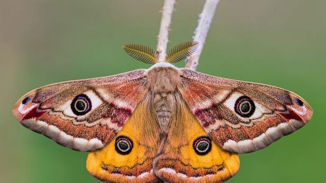 Руски учени развъждат молци, които се хранят с пластмаса 