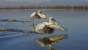 Къдроглавите пеликани в резерват Сребърна които са застрашен вид очакват