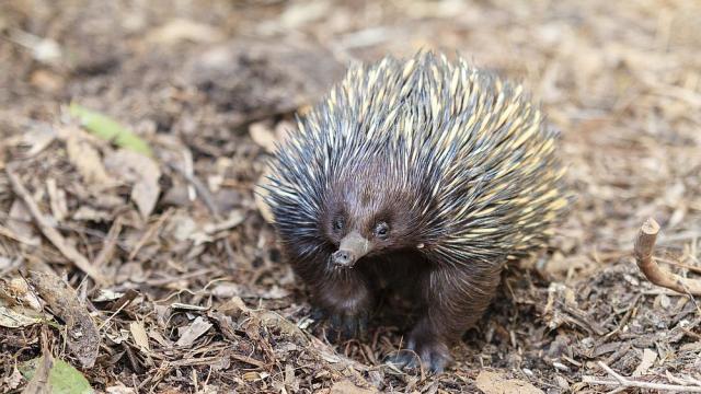 Бозайник, смятан за изчезнал, бе открит в отдалечена планина в Индонезия