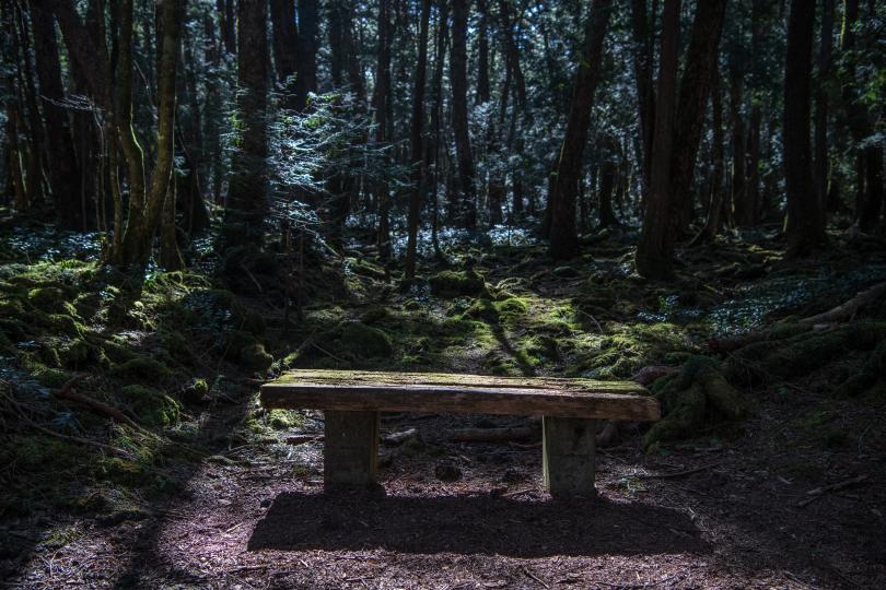 <p><strong>Гората Аокигахара в Япония</strong><br />
<br />
Тази гора в подножието на планината Фуджияма в Япония дори служи като основа за филми на ужасите. Всяка година стотици хора отнемат живота си тук. Повечето от тези, които се отклоняват от официално прокараните от властите маршрути, изчезват.<br />
<br />
Много хора вярват, че демони и духове живеят в гората, където самоубийствата и изчезванията са широко разпространени. Експертите смятат, че атмосферата на този регион потиска психиката на хората и кара някои да полудяват.</p>