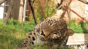 Леопард на 1 5 години от зоологическата градина в Стара Загора