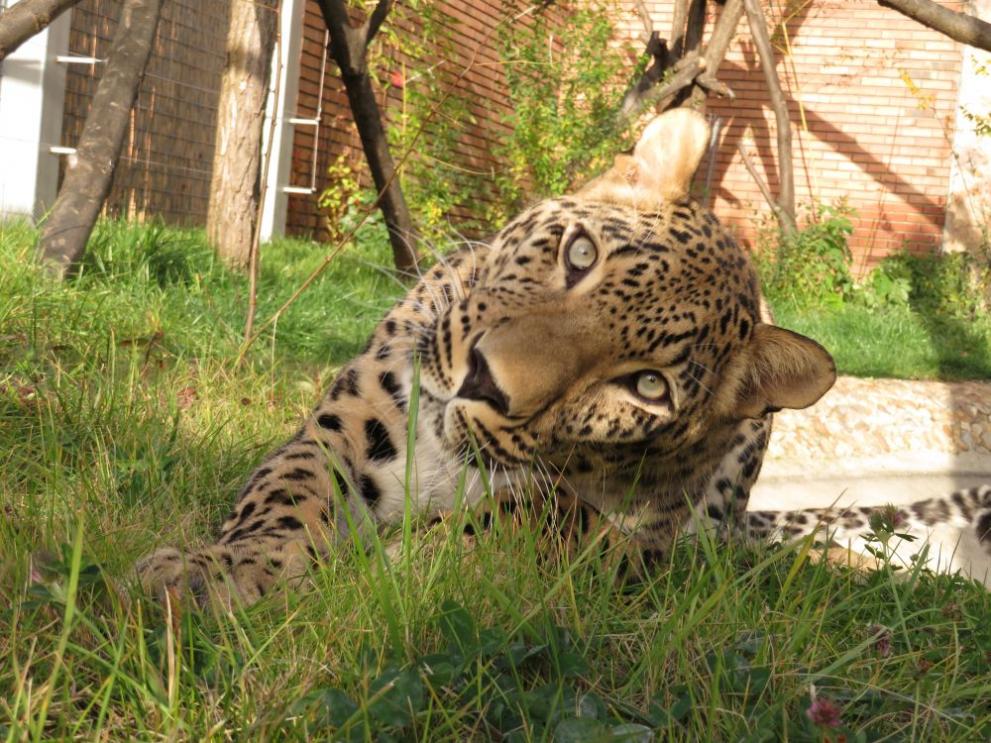 Леопард на 1,5 години от зоологическата градина в Стара Загора