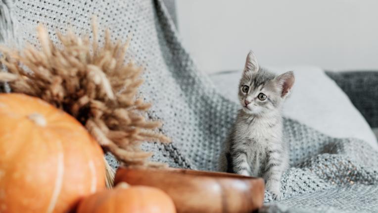 Избери си котка и разбери какво обръщение ти носи тя 