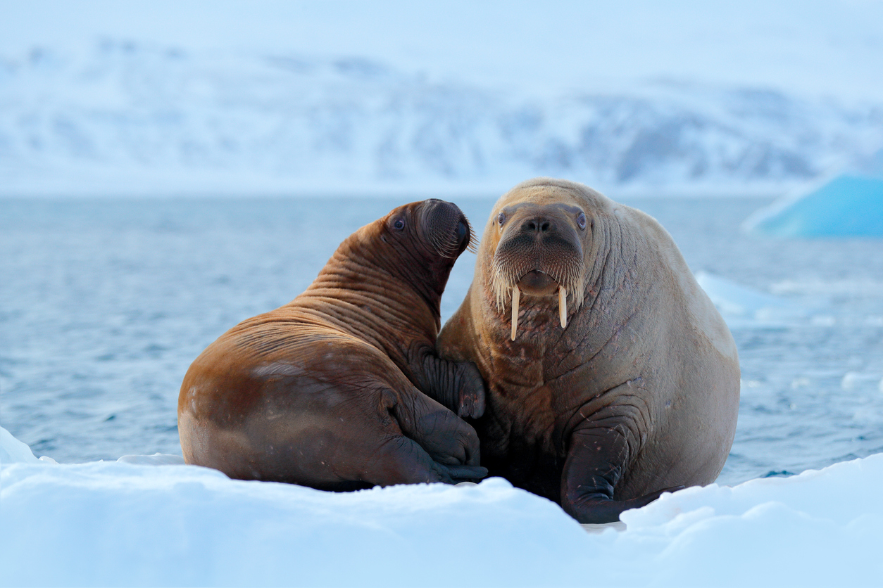 <p><strong>6. Най-голямата заплаха за моржовете са климатичните промени&nbsp;</strong></p>

<p>Топенето на морските ледове означава, че повече тихоокеански моржове почиват на сушата, далеч от местата им за хранене. Тези постоянно нарастващи събирания могат да бъдат смъртоносни, особено за млади моржове. И тъй като Арктика се отваря за повече корабоплаване, туризъм, промишленост и шум, моржовете в Атлантическия океан са изложени на по-голяма заплаха от безпокойство и следователно панически бягства (в такива случаи много от моржовете биват премазани от останалите).</p>
